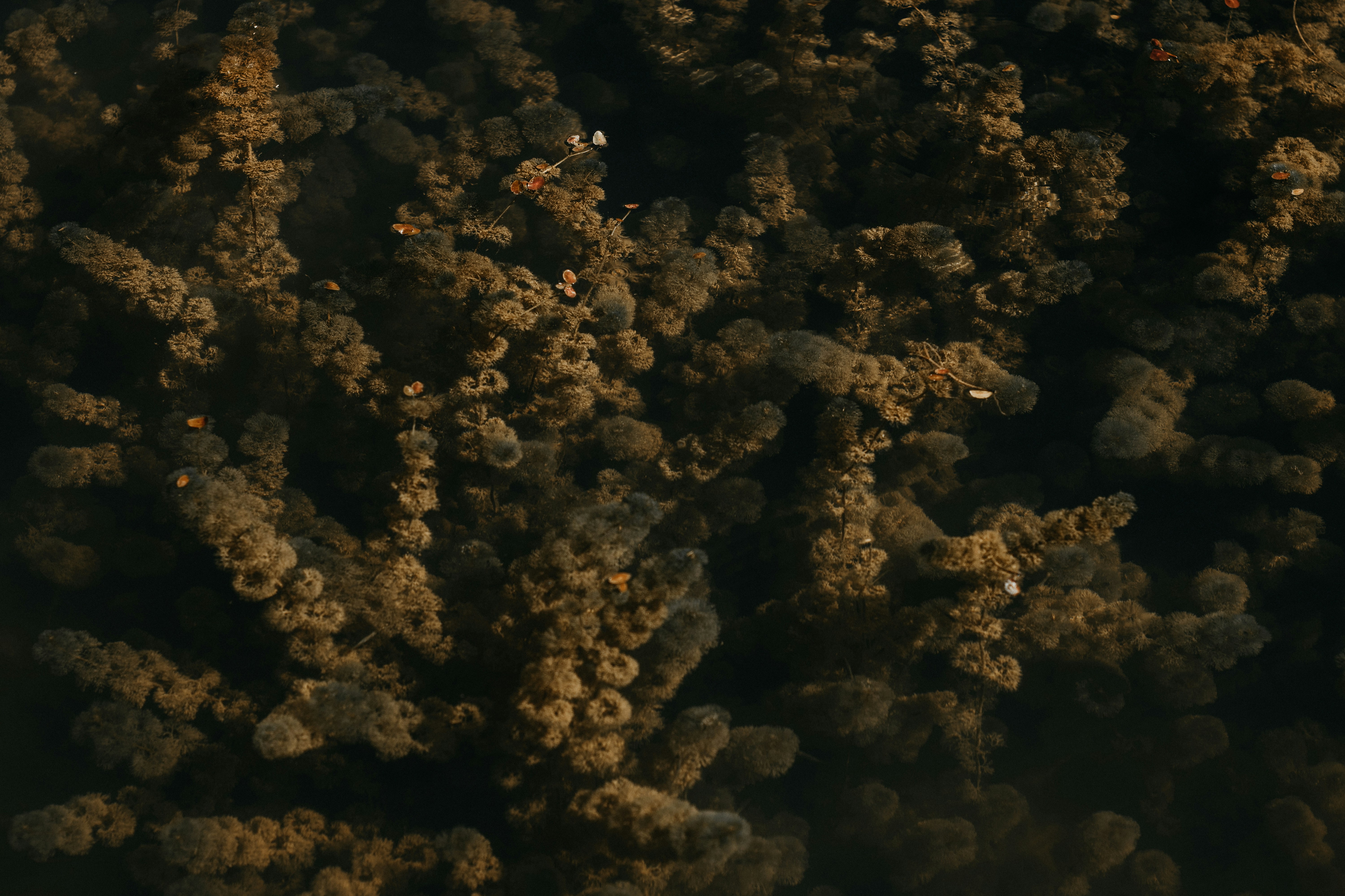 キッチンのテーブルに天然酵母の瓶と数種類の小麦粉（強力粉、全粒粉、ライ麦粉）が並べられている様子