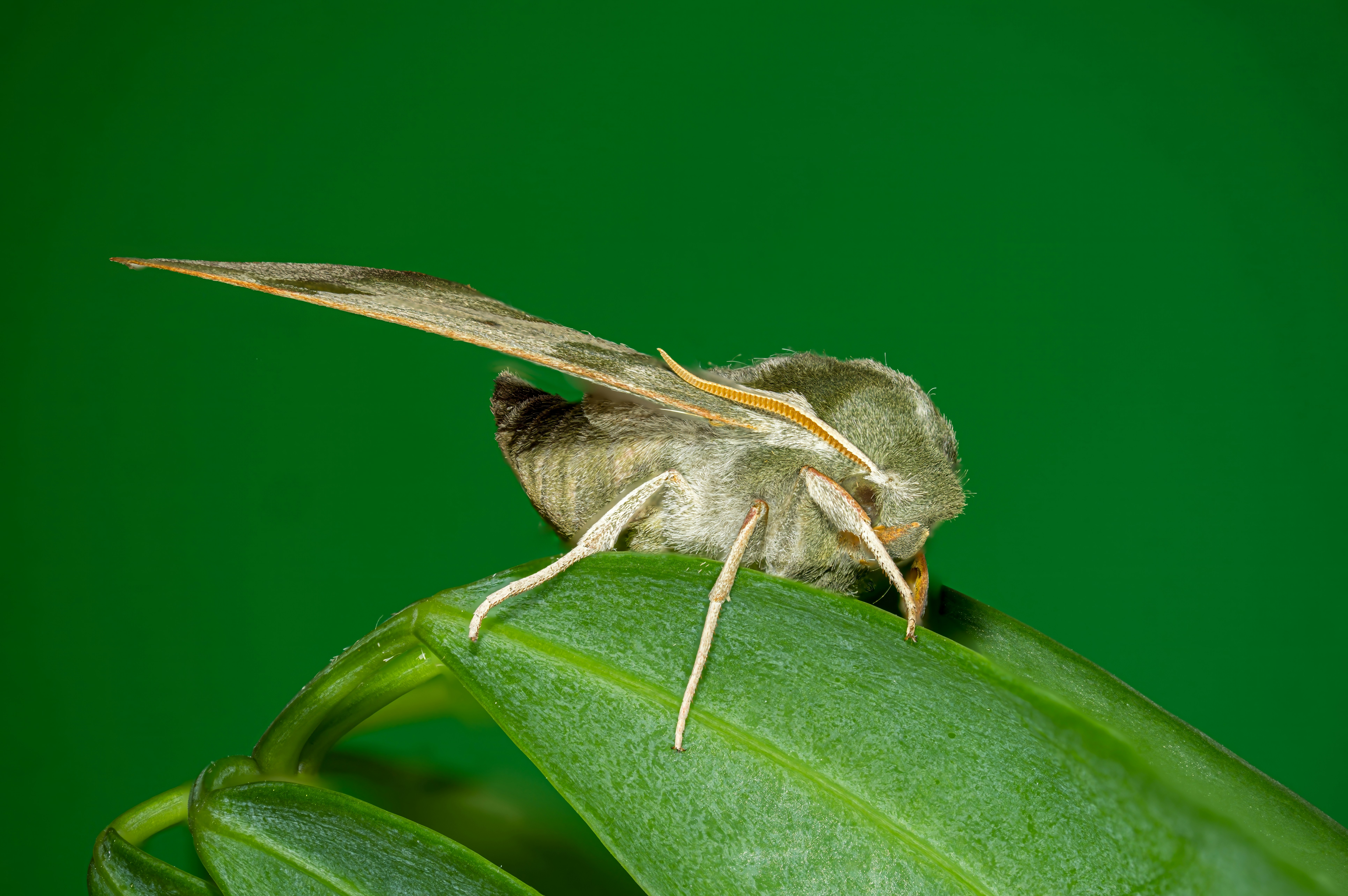 食卓に置かれた昆虫粉ブレッドと、横に添えられたチーズや野菜、家族が手を伸ばしているシーン