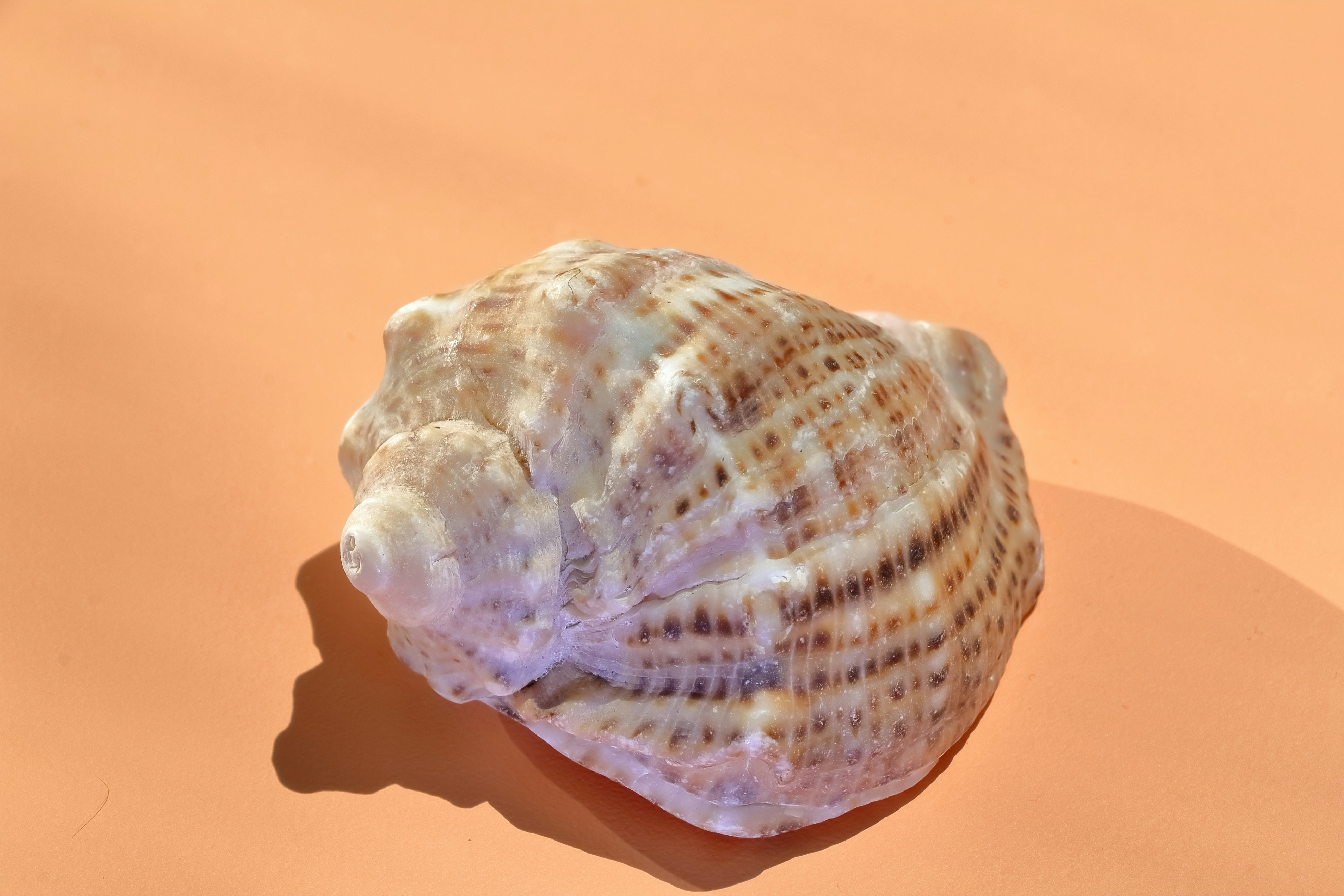 熱々のクラムチャウダーに、バゲットを浸して食べている様子</span>” class=”wp-image-1956″/><span style=